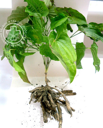 Cây Bách Bộ Đứng. Stemona collinsae Craib - Cây Thuốc Nam Quanh Ta